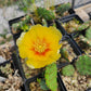 Opuntia humifusa - Eastern Prickly Pear