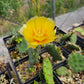 Opuntia humifusa - Eastern Prickly Pear - 3" Pot