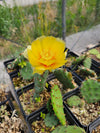 Opuntia humifusa - Eastern Prickly Pear