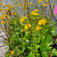 Packera aurea - Golden Ragwort