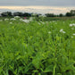 Parthenium integrifolium - Wild Quinine