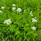 Parthenium integrifolium - Wild Quinine