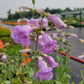Penstemon grandiflorus - Large Flowered Beardtongue