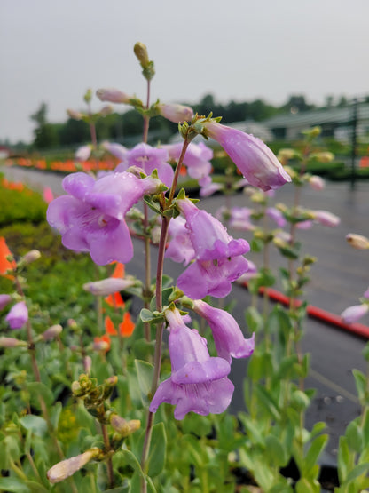 Penstemon grandiflorus - Large Flowered Beardtongue