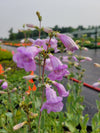Penstemon grandiflorus - Large Flowered Beardtongue