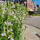 Physostegia virginiana - Obedient Plant