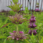 Monarda citriodora - Lemon Mint