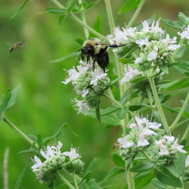 Pycnanthemum verticillatum - Hairy Mountain Mint - 38 Plug Tray – New ...