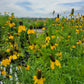 Ratibida columnifera - Long-headed Coneflower - 38 Plug Tray