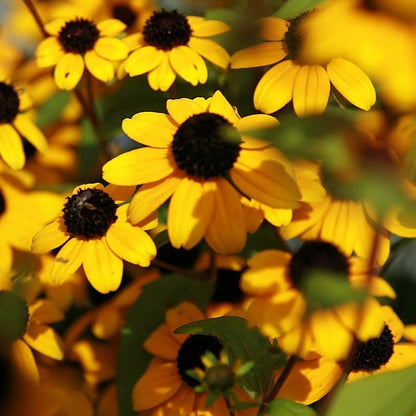 Rudbeckia triloba - Brown-eyed Susan