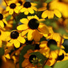 Rudbeckia triloba - Brown-eyed Susan