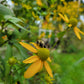 Rudbeckia laciniata - Wild Golden Glow