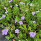 Ruellia humilis - Wild Petunia - 38 Plug Tray