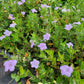 Ruellia humilis - Wild Petunia