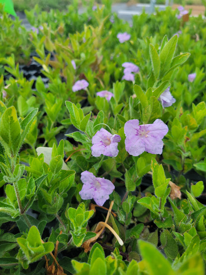 Ruellia humilis - Wild Petunia - 38 Plug Tray