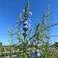 Salvia azurea - Blue Sage