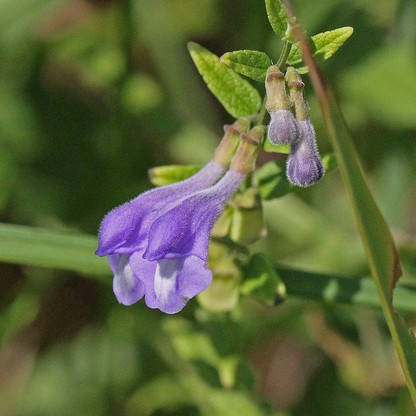 Scutellaria lateriflora - Mad Dog Skullcap - 38 Plug Tray