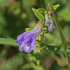 Scutellaria lateriflora - Mad Dog Skullcap