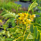 Senna hebecarpa - Wild Senna