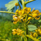 Senna hebecarpa - Wild Senna