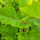 Silphium perfoliatum - Cup Plant