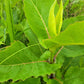 Silphium perfoliatum - Cup Plant