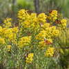 Solidago speciosa - Showy Goldenrod