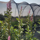 Spiraea tomentosa - Steeplebush