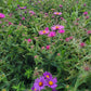 Symphyotrichum novae-angliae - New England Aster