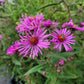 Symphyotrichum novae-angliae - New England Aster