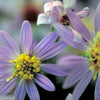 Symphyotrichum shortii - Shorts Aster
