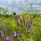 Verbena hastata - Blue Vervain