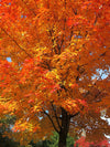 Acer saccharum - Sugar Maple