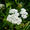 Achillea millefolium - Yarrow - 3" Pot