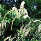 Cimicifuga racemosa - Black Cohosh - 38 Plug Tray