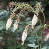 Cimicifuga racemosa - Black Cohosh - 38 Plug Tray