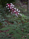 Actaea pachypoda - Doll's Eyes - 3" Pot