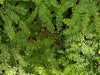 Adiantum pedatum - Maidenhair Fern  - 10 Quart Tray