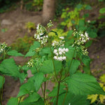 Ageratina altissima - White Snakeroot - 3" Pot
