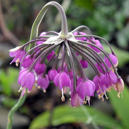 Allium cernuum - Nodding Onion - 3" Pot