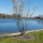 Amelanchier laevis - Allegheny Serviceberry - 1 Gallon Pot