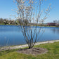 Amelanchier laevis - Smooth Serviceberry