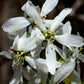 Amelanchier laevis - Allegheny Serviceberry - 1 Gallon Pot