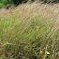 Andropogon virginicus - Broomsedge - 3" Pot