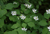 Anemonella thalictroides - Rue Anemone - 3" Pot