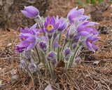 Anemone patens - Pasque Flower - 3" Pot