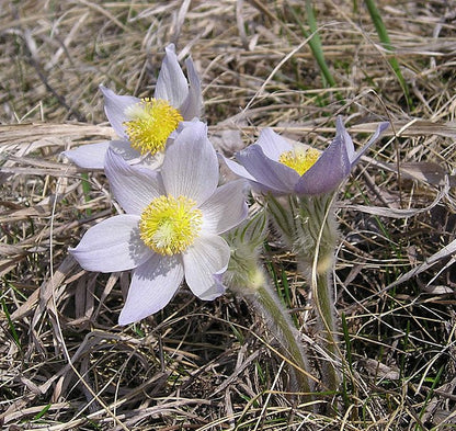 Anemone patens - Pasque Flower - 38 Plug Tray