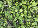 Antennaria plantaginifolia - Pussytoes - 3" pot