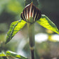 Arisaema triphyllum - Jack in the Pulpit