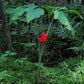 Arisaema triphyllum - Jack in the Pulpit